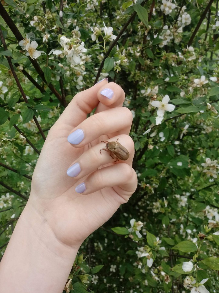 nails& Animals