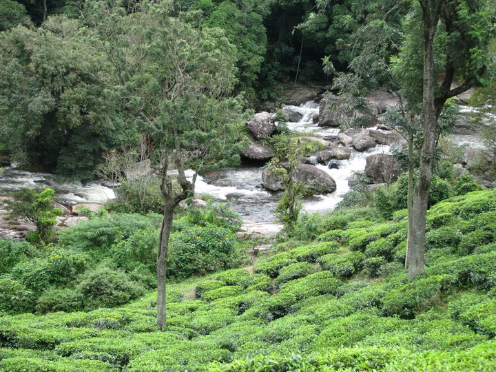 Tea estate