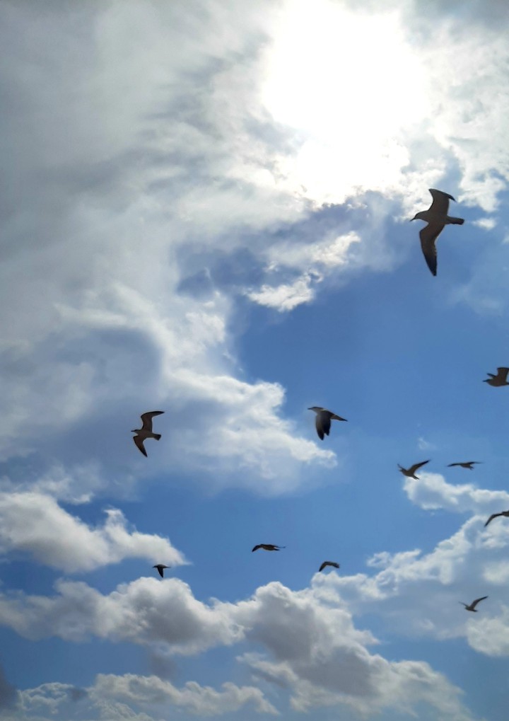 Birds