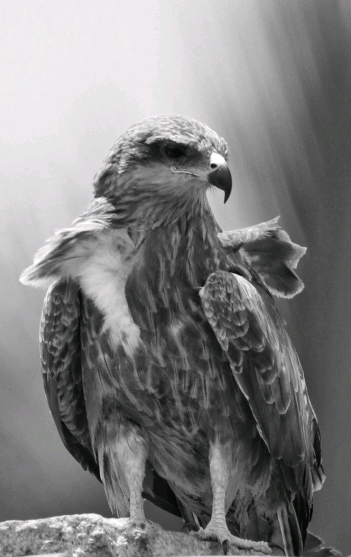 Kite