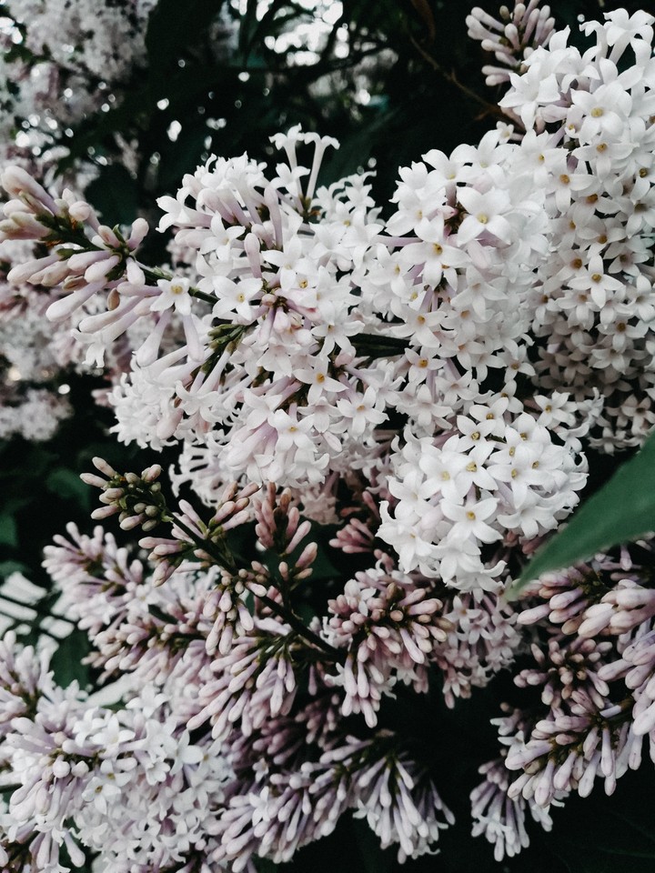 lilac