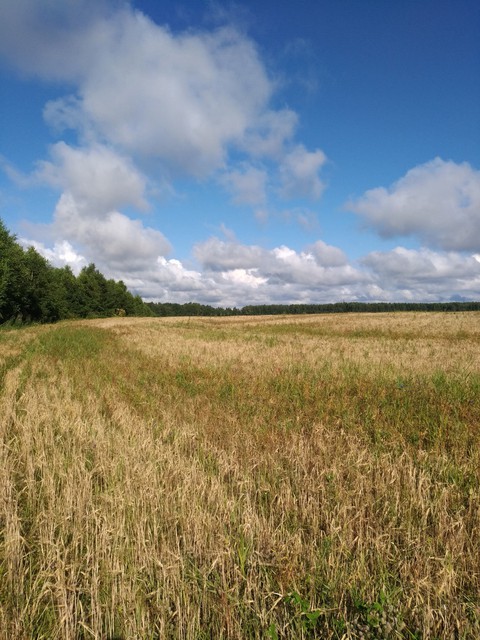 ταπετσαρίες pasture, grassland