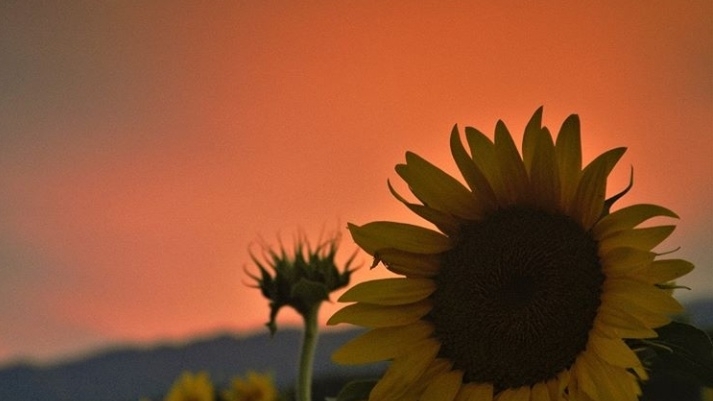 #sun