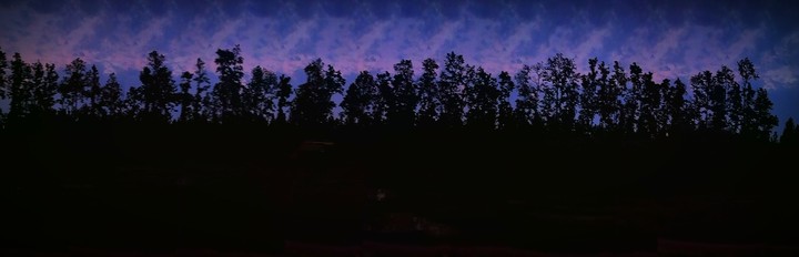 Tree Lines