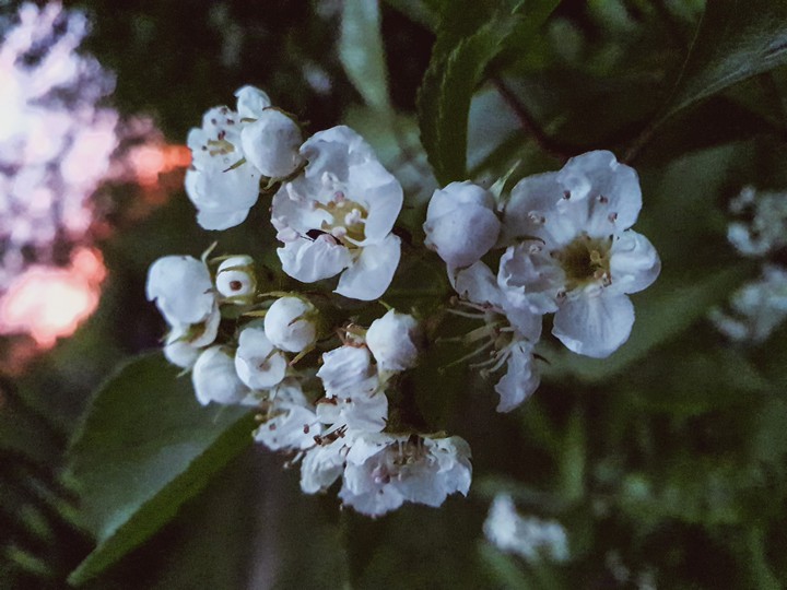 may