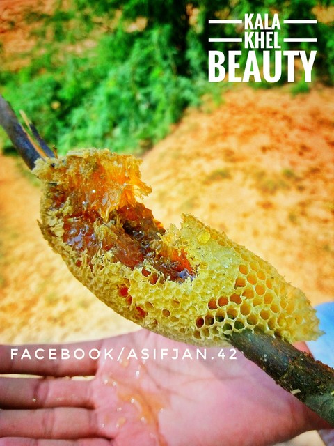 Pure Honey