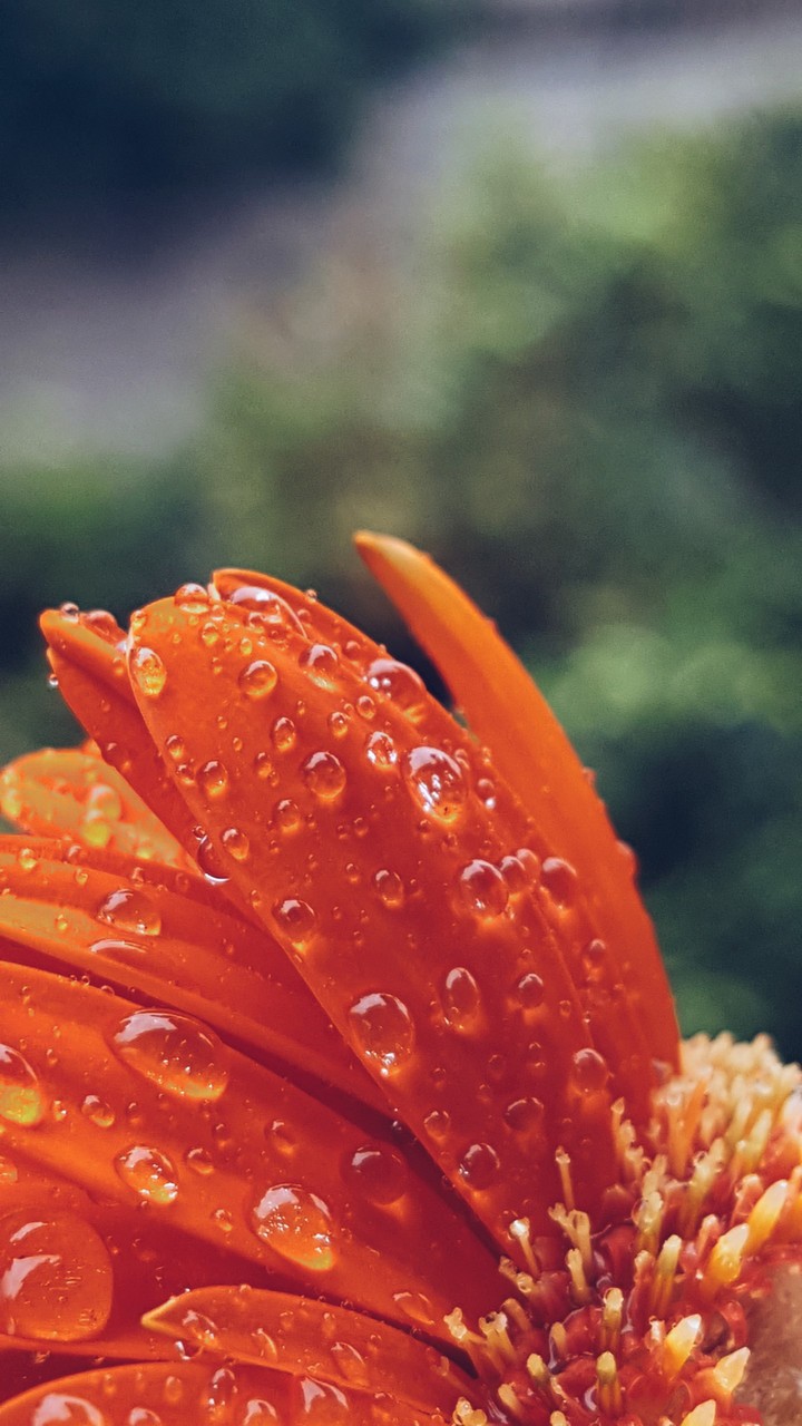 Gerbera