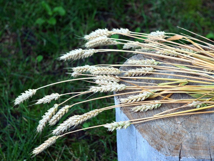 Spikelets of wheat