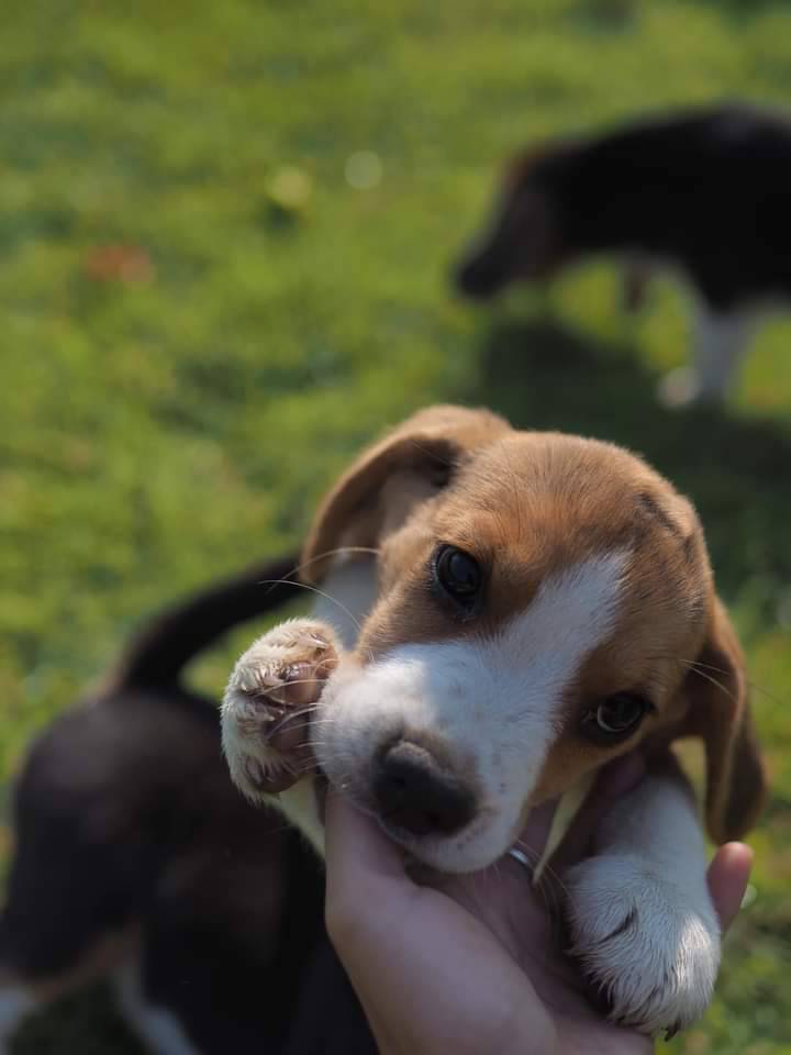 Little dog