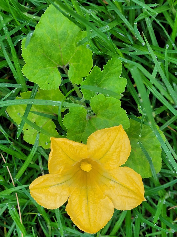 amarillo
