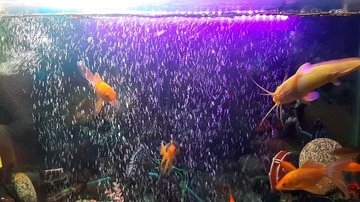 Aquarium