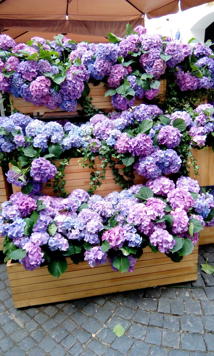 fleurs du Moscou