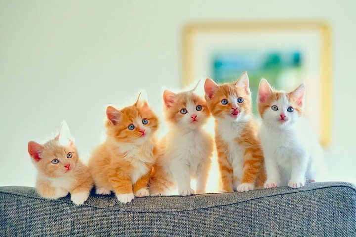 cat
