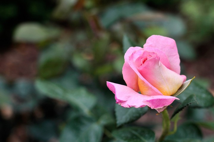 rose 5