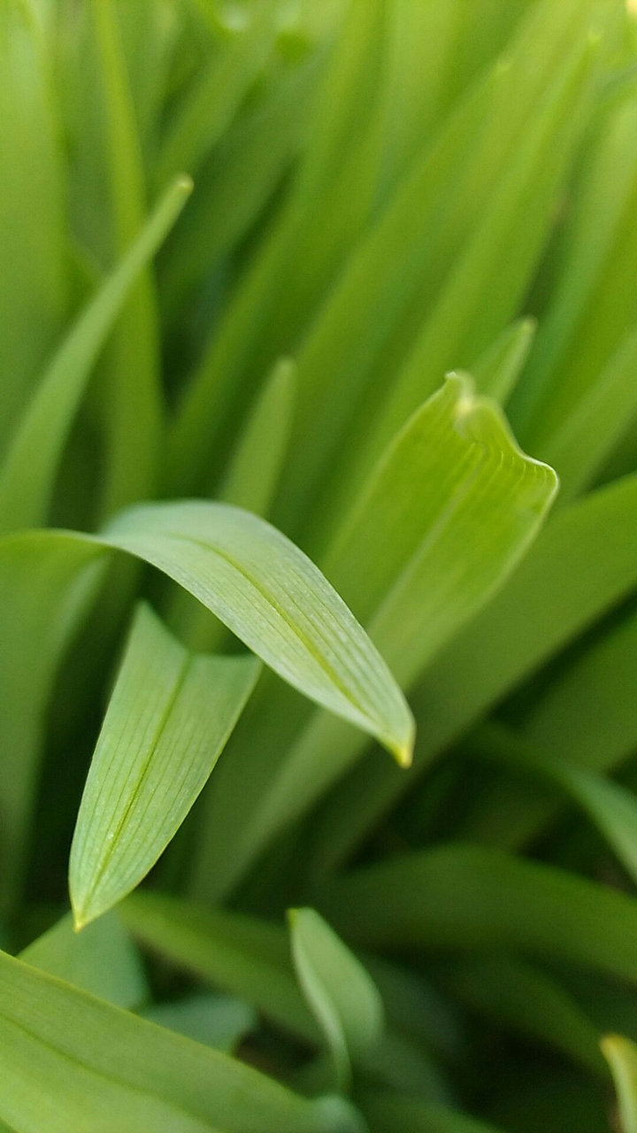Grass