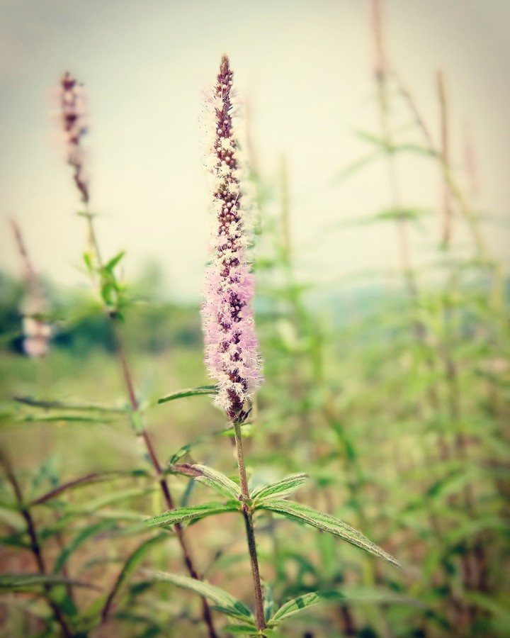 Wild flower