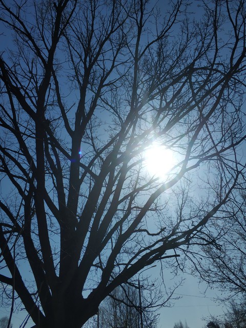 tree