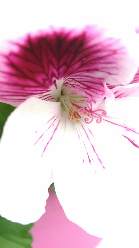 Une jolie fleur !