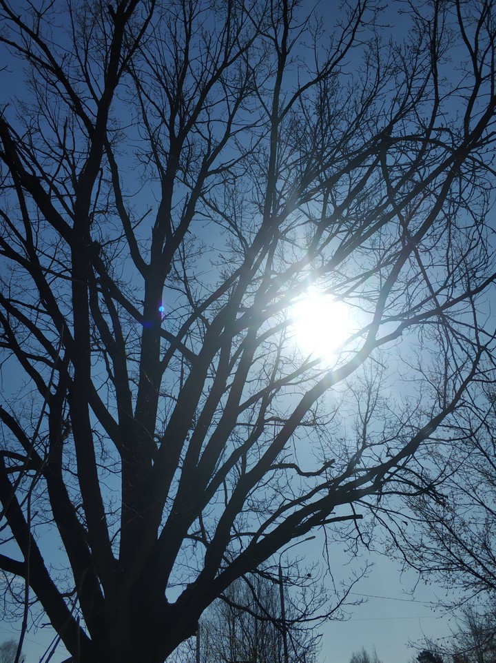 tree
