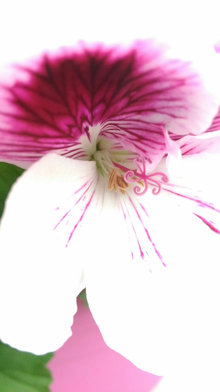 Une jolie fleur !