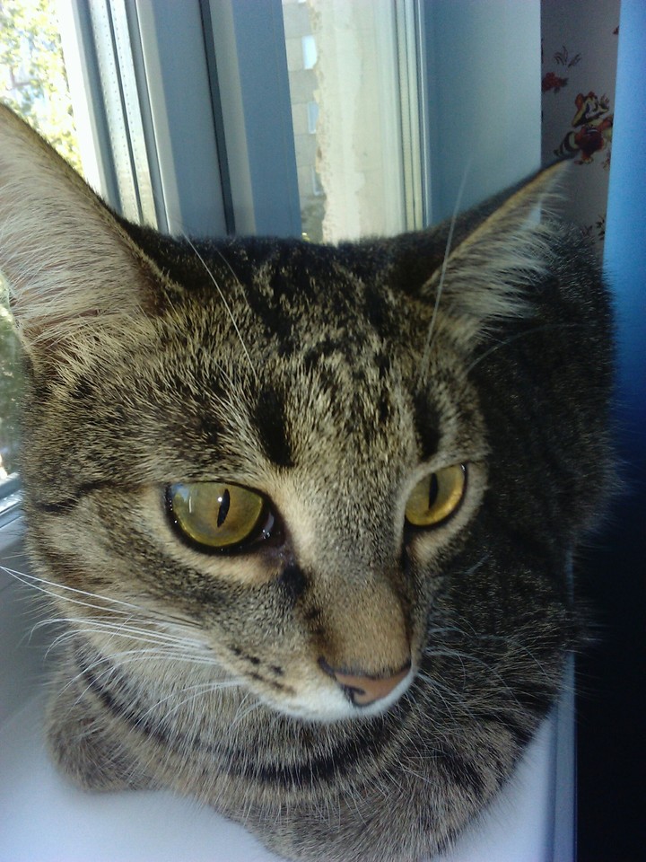 cAt