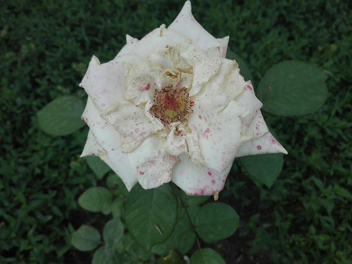 Beyaz Gül / White Roses