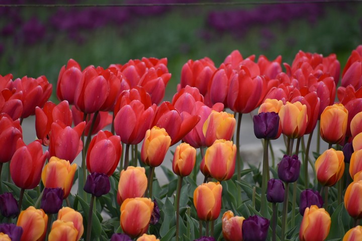 tulips festival