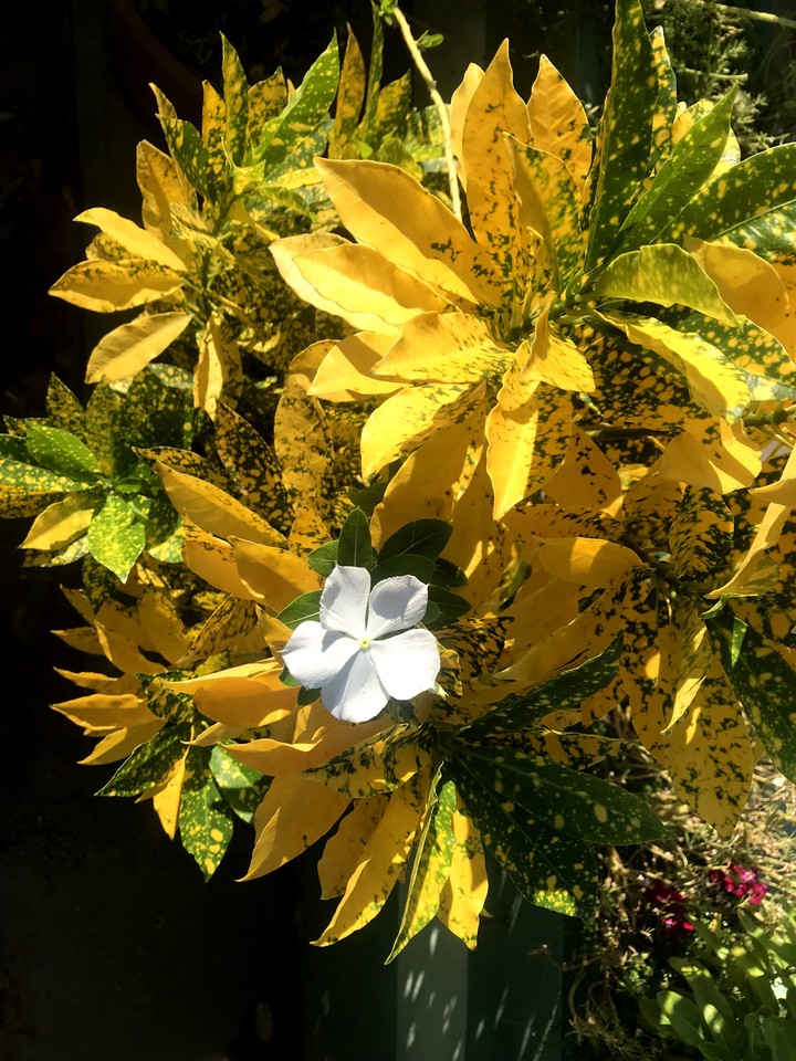 flower