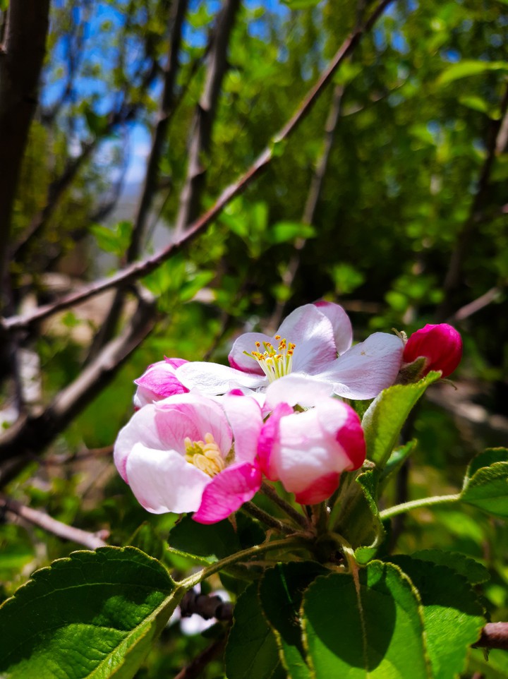 Spring