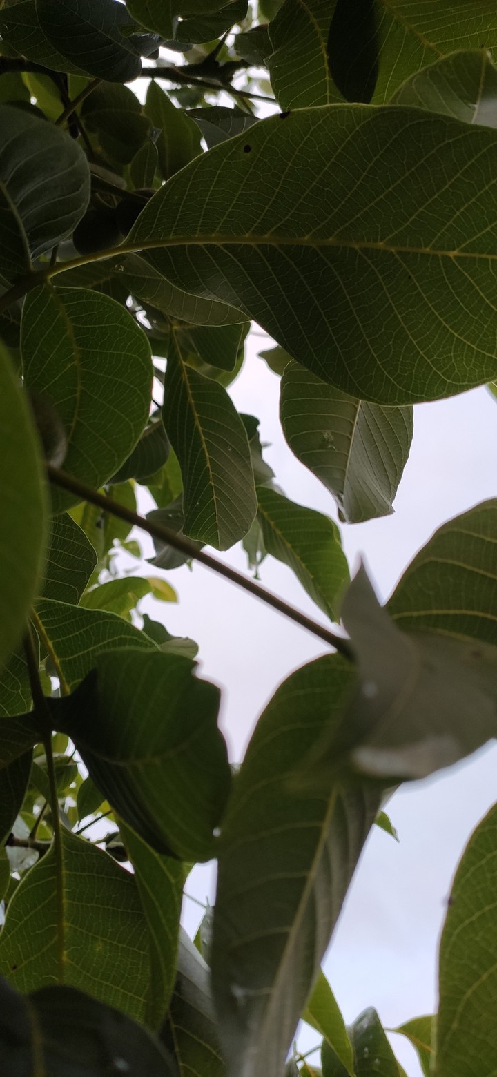walnut leafs background
