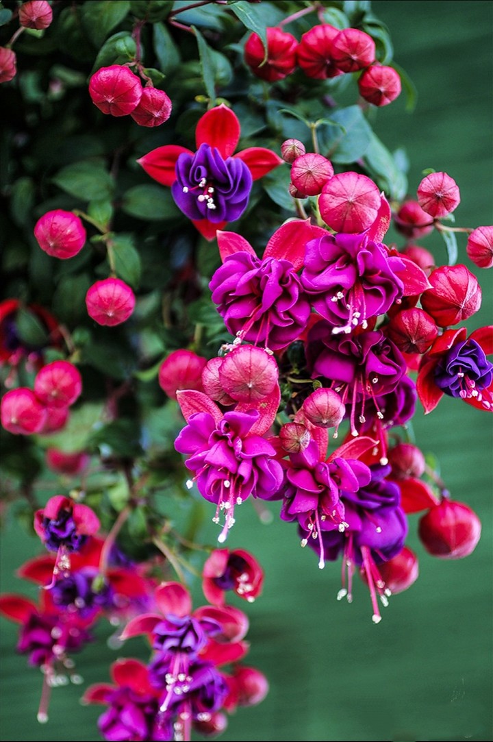 fuchsia colors