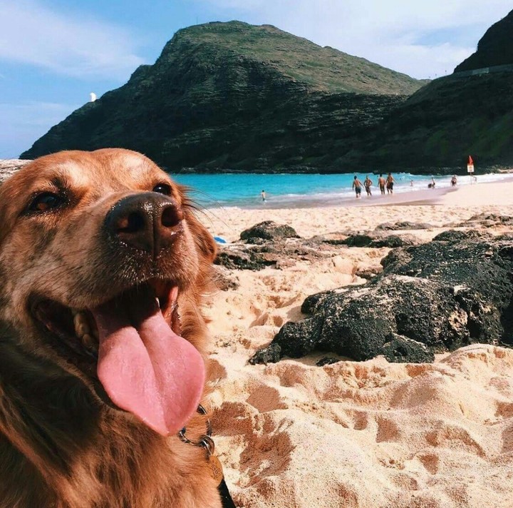 dog