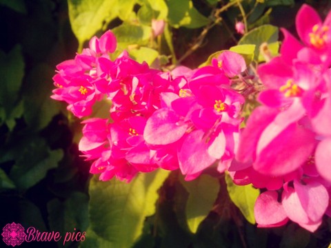 Brave pics photography