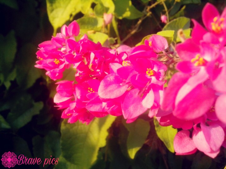 Brave pics photography