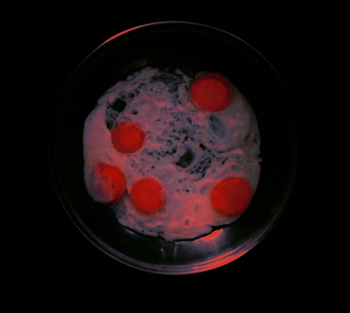 MOON EGGS