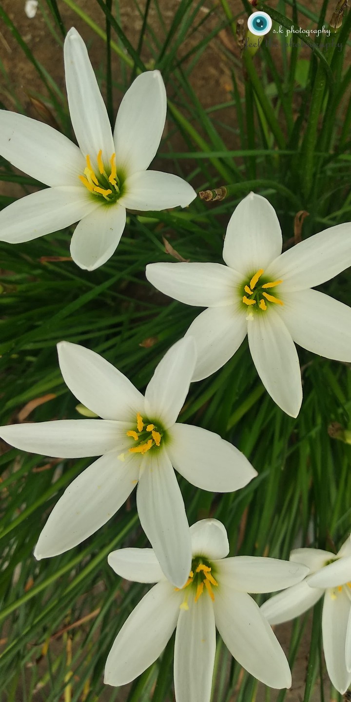 white beauty