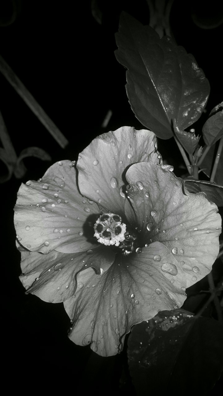 Hibiscus