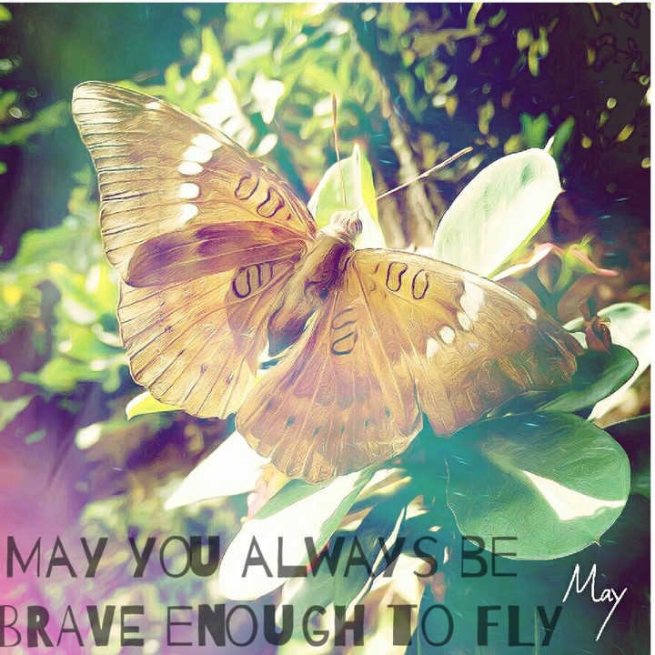 Butterfly Love