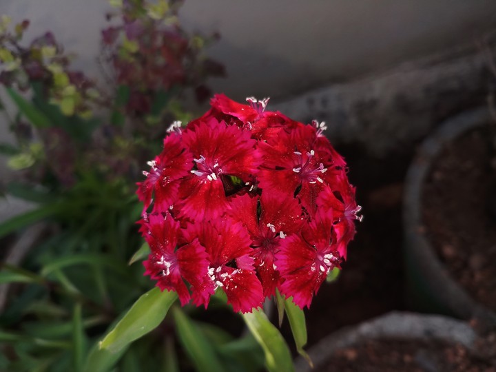 flower