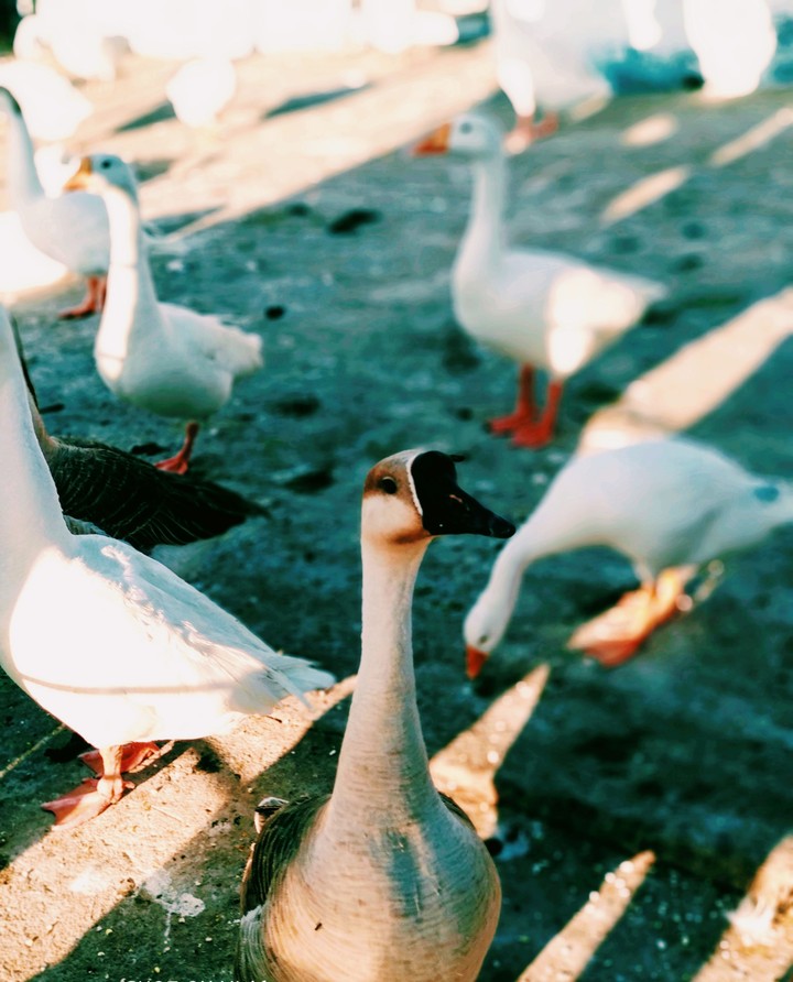 Swan's Focus