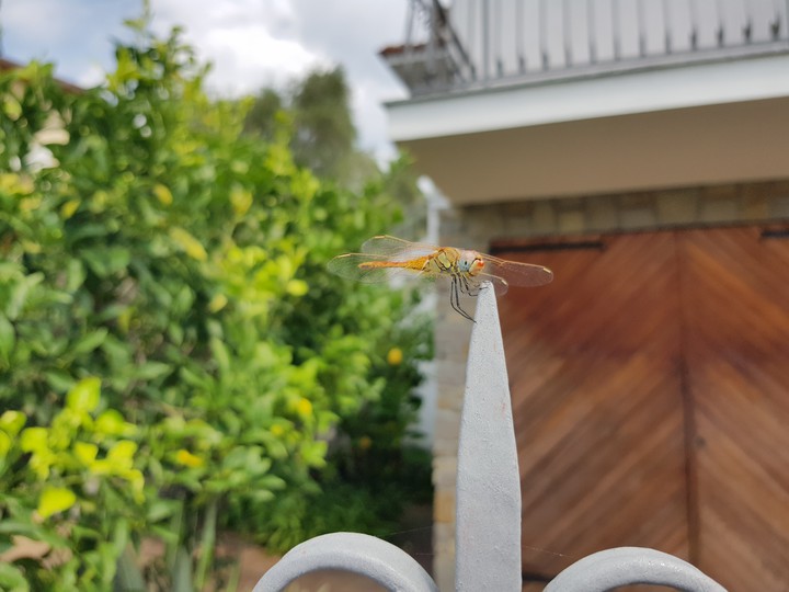 Dragonfly