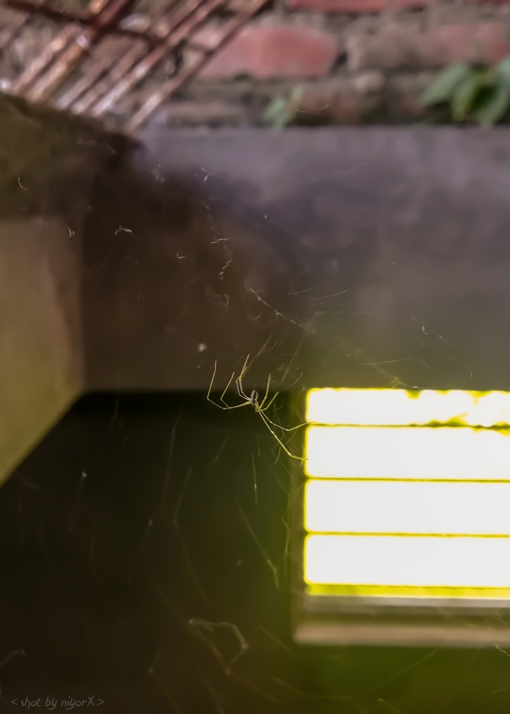 spider web