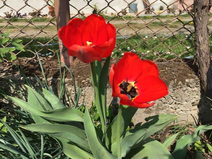 tulips