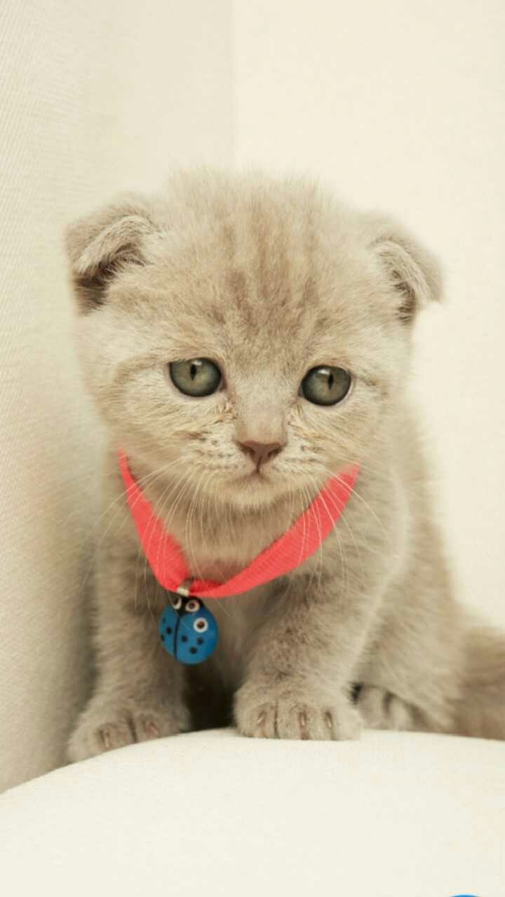 kat