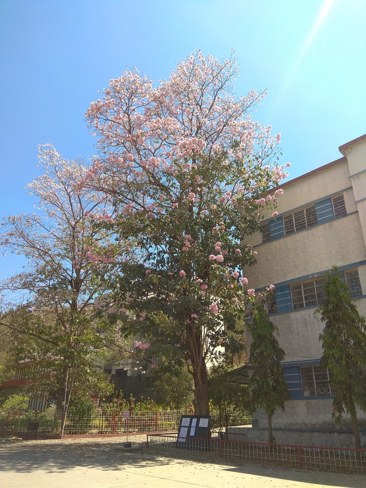 spring