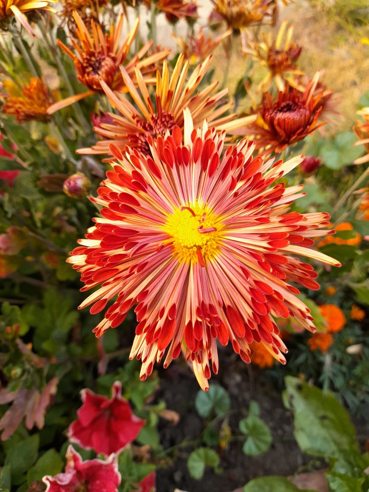 Chrysanthemum