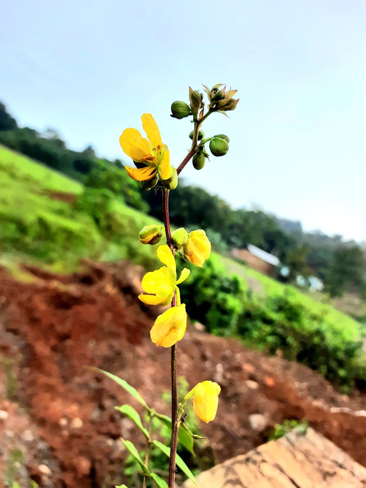 flower
