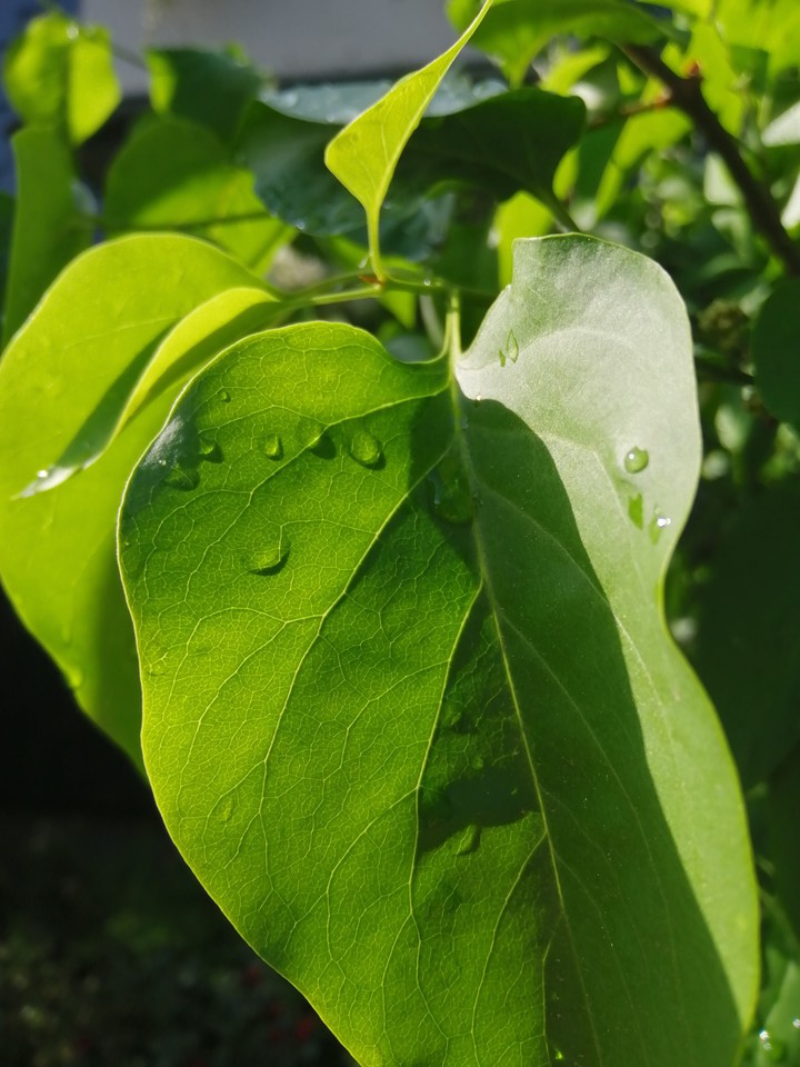 nature
