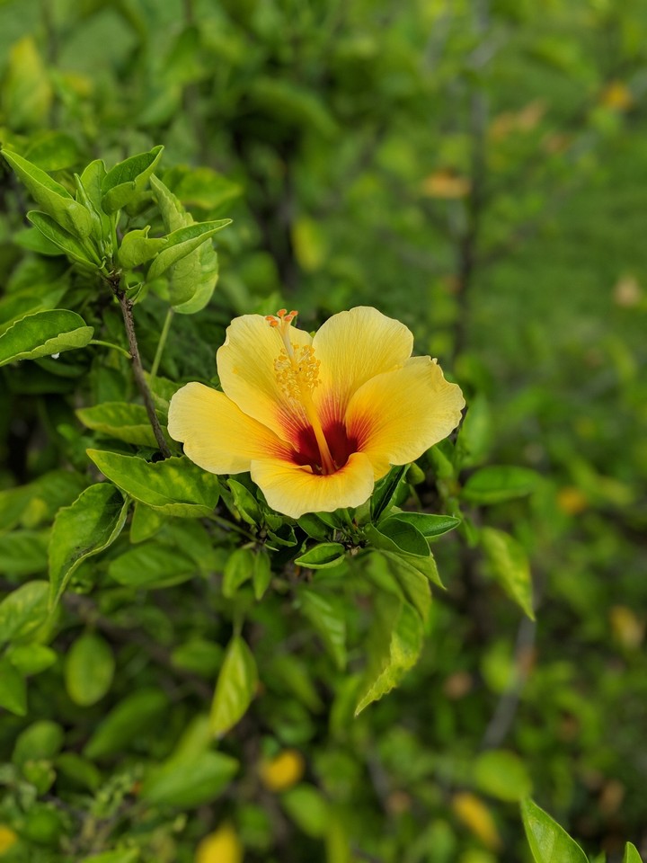 Maui morning walk