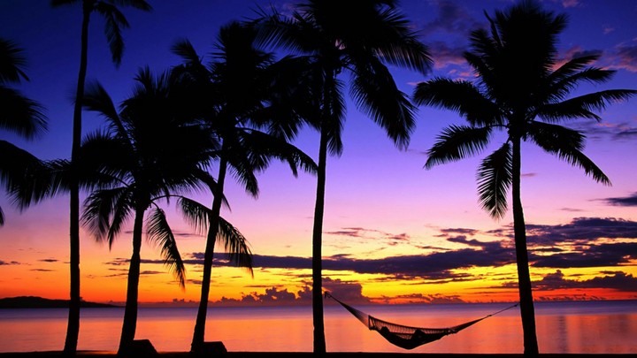 Palm trees